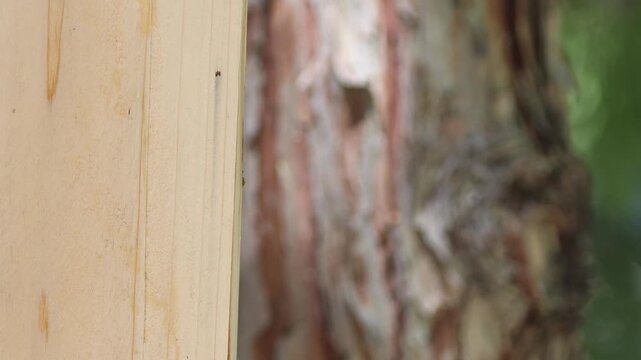 Mountain chickadee (Poecile gambeli) parent departs nest box as mate arrives carrying green caterpillar to feed nestlings, Lassen County, Northern California.