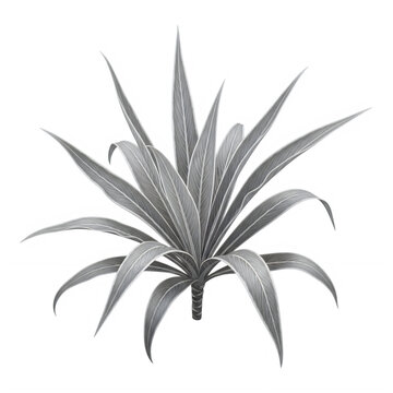 Agave plant with long thin green leaves