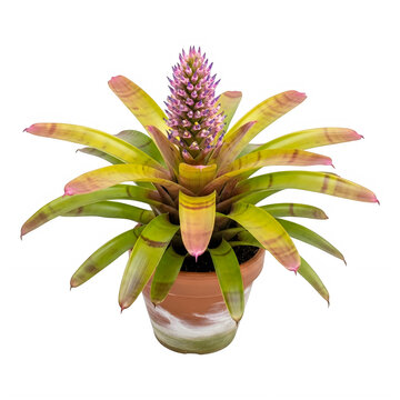 Colorful potted bromeliad plant with purple flowers