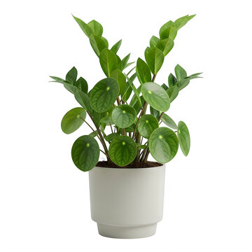 Green zamioculcas plant in white pot