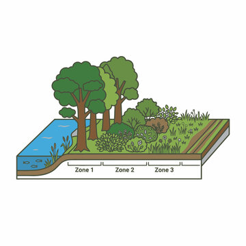 Riparian buffer zone diagram showing different vegetation layers and water ecology. SVG Editable. Vector Illustrations.
