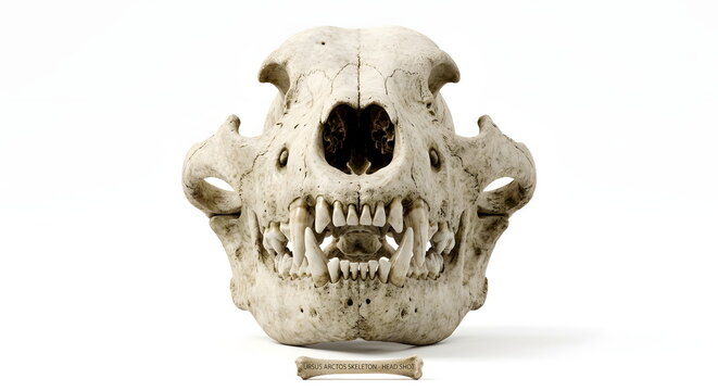 Front view of a dead bear head or skull skeleton against white background.