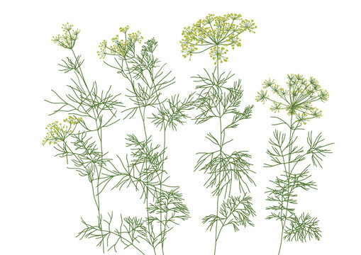 Dill, background transparent