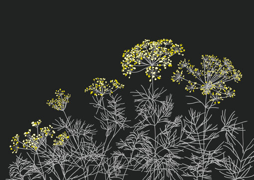 Dill background transparent