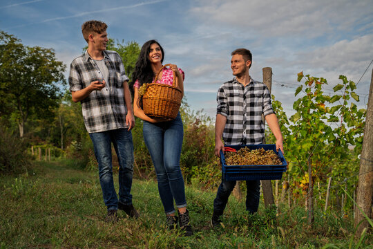 Three young people smile and converse while carrying baskets and crates of freshly harvested white grapes through a vineyard