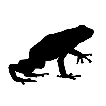 Poison Dart Frog silhouette vector transparent png