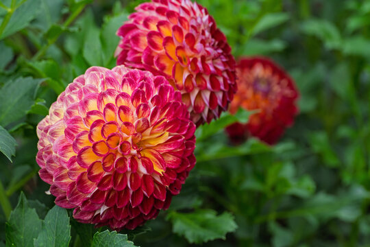 Pompon-Dahlien