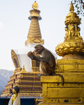 Spire of ancient Buddhist stupa with monkey sitting on structure in Nepal