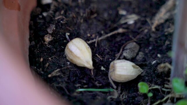 Two dried physalis fruits in papery husks lying on dark soil in a terracotta pot, macro close up