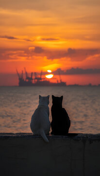 cat on the beach at sunset