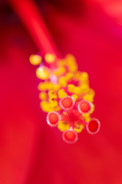 extreme macro shot of red hibiscus stigma and yellow pollen stamens with vivid scarlet petals in background showing fine natural details and texture