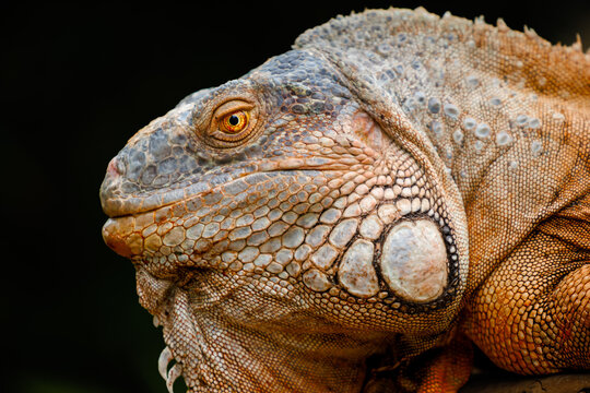 An orange male Iguana portrait