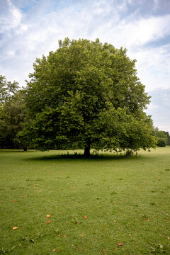Large mature solitary tree on a lawn beside the Alster lakes in Hamburg, Germany.