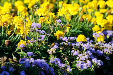 Obraz premium ageratum and marigolds in the garden