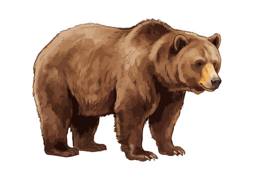Lively Brown Bear Illustration with Glossy Texture／シズル感のあるヒグマ（くま）のイラスト