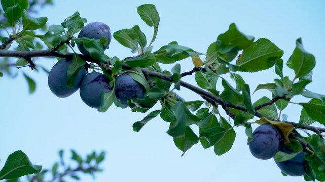 Ripe purple plums ripening on a tree branch in sunny summer orchard, close up