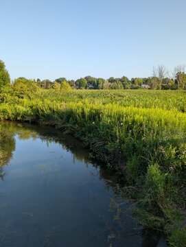 Summer morning on the river with amazing green trees and grass, and calm stream water. Nature of Ontario, Rattray march, Canada