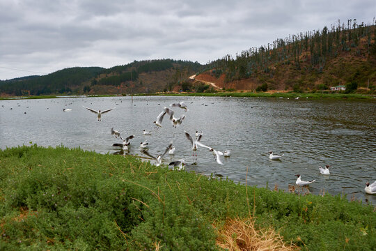 flock of gulls on the water