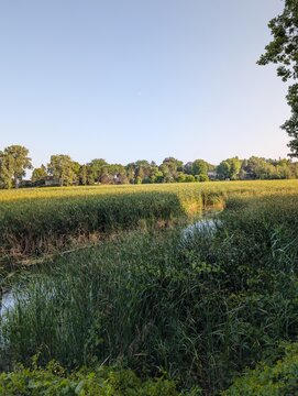 Summer morning on the river with amazing green trees and grass, and calm stream water. Nature of Ontario, Canada