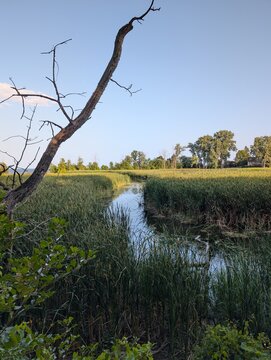 Summer morning on the river with amazing green trees and grass, and calm river water. Nature of Ontario, Rattray march, Canada