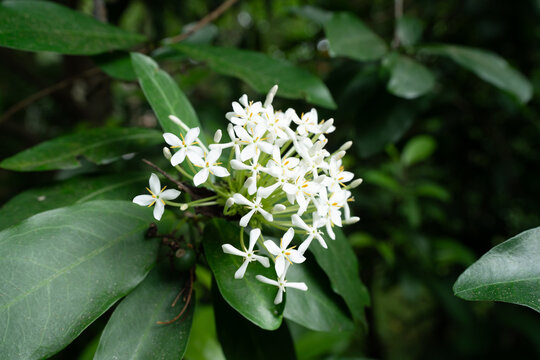 台北植物園のシロバナサンタンカ　Ixora parviflora