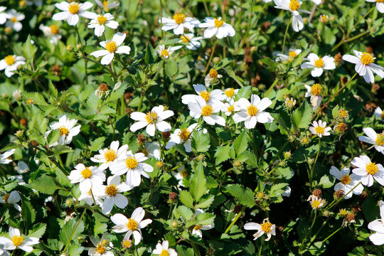 blooming bidens in the garden