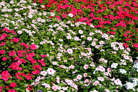pink catharanthus in the garden