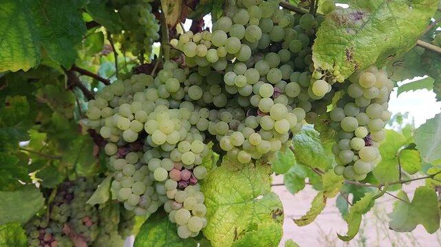 Abundant white grape clusters hanging from vineyard vines beneath broad green leaves, with ripe berries filling the frame, suitable for wine, viticulture, agriculture and food themes.