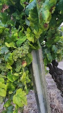 White grape clusters hanging from vines in a vineyard, with ripe fruit, green leaves and cultivated grapevines visible in a rural agricultural landscape during the harvest season.