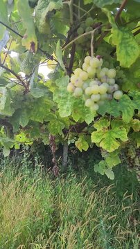 White grape clusters hanging from vineyard vines among dense green foliage, with wooden supports and tall grass visible in a rural landscape, suitable for viticulture and wine themes.