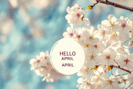 Cherry blossoms in full bloom with hello april message