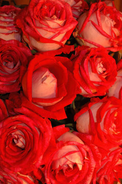 Vibrant Red Roses in Full Bloom for Special Occasions