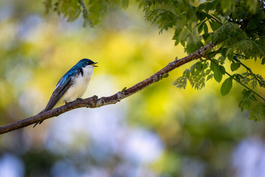 Tree swallow (Tachycineta bicolor) perched and singing on a tree branch at Bayfront Park in Hamilton, Ontario