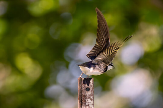 Juvenile barn swallow (Hirundo rustica) taking off from a post at Bayfront Park in Hamilton, Ontario