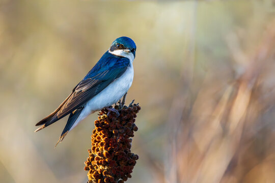 Tree Swallow (Tachycineta bicolor) perched on a sumac branch in the morning sun at Bayfront Park, Hamilton.