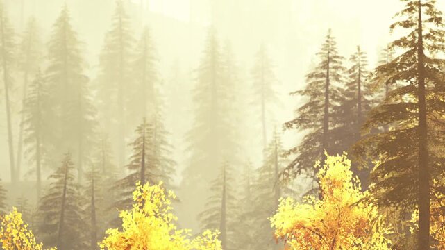 Bright yellow leaves stand out among tall evergreen trees in a foggy forest. This scene captures the essence of autumn in the woods. The light filters softly through the trees.