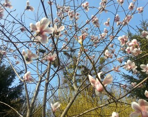 Blooming magnolia tree with pink flowers in Bukovel resort, Ukraine.Description: Beautiful pink magnolia flowers blooming on branches against a clear blue sky in the spring season.  © Iryna Korelina