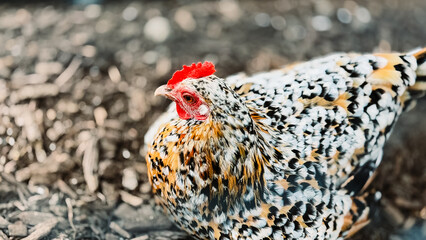 free range chicken © Alyse