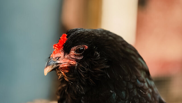 close up of a chicken