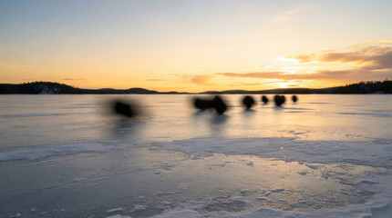 Obraz premium Blurred dark figures crossing frozen lake surface during golden hour sunset reflecting quiet migration in winter northern lands.