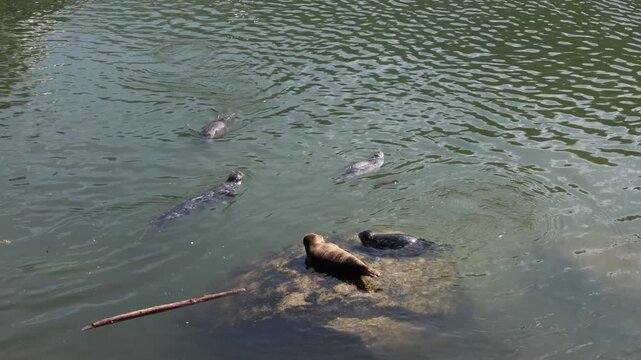 A group of harbor seals swimming in the calm waters of a coastal bay in British Columbia. This video is :30 long and has a resolution of 3840x2160