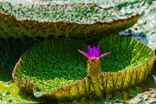 水辺の花」の写真素材 | 28,693件の無料イラスト画像 | Adobe Stock