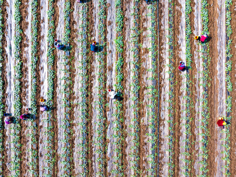 Farmers are working in the watermelon field.