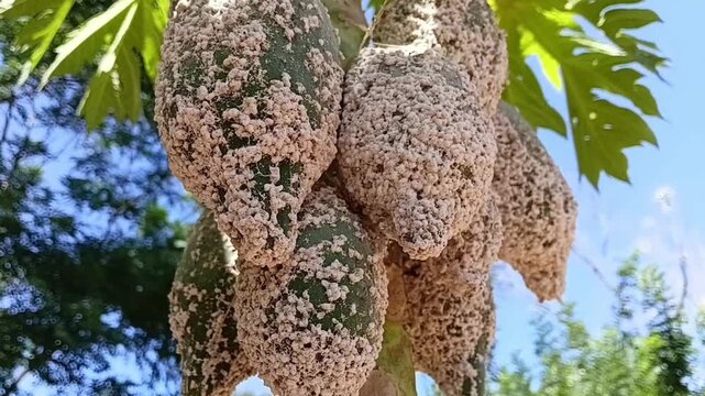 Horizontal Zoom Out Video Revealing Papaya Tree Carica Papaya with Fruits Completely Covered and Ruined by White Papaya Mealybug Paracoccus Marginatus Infestation in Sri Lanka
