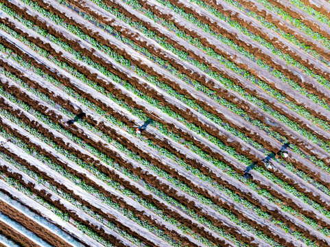 Farmers are working in the watermelon field.