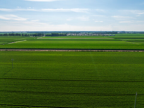 &nbsp;Peanut Field, Peanut plantation fields，Aerial view.