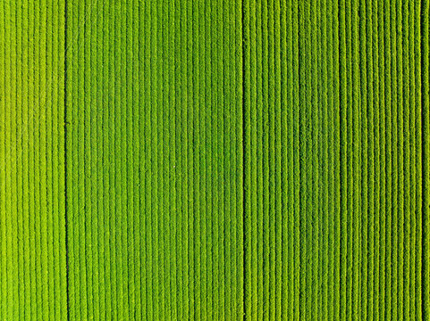 &nbsp;Peanut Field, Peanut plantation fields，Aerial view.