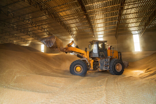 The farmers use a loader to pile up the mature wheat.