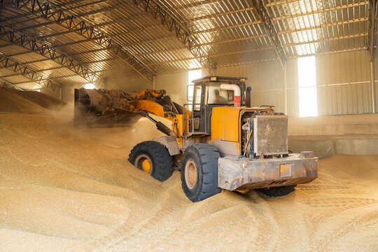 The farmers use a loader to pile up the mature wheat.