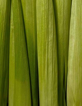 Full frame close up view of textured green fresh corn husk leaves.